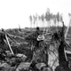 Vista de los abetos destrozados por la fuerza del megatsunami de 1958. Wikimedia Commons